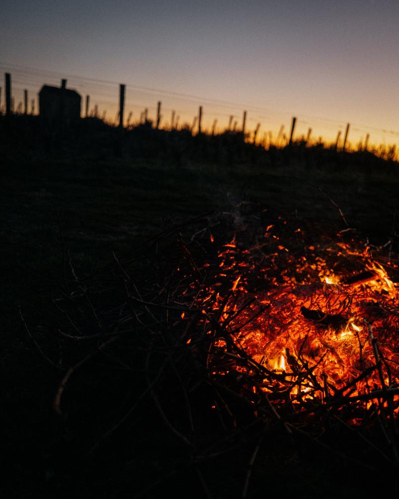 Nightfall over sarment fire in the vines at Calon Ségur
