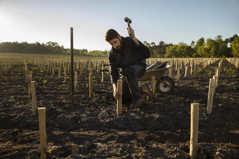 Vineyard worker hammering in wooden stake for a new vine plant