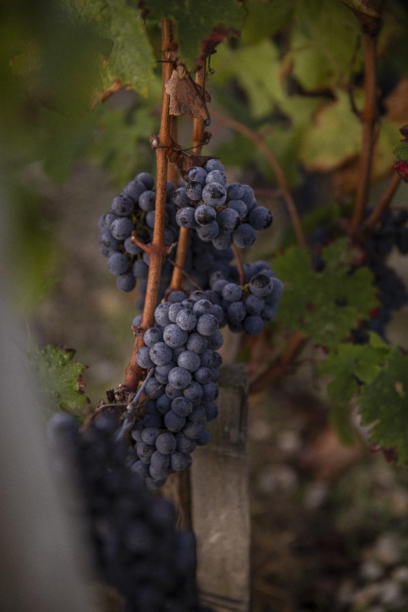 Close up of wine grapes on vines at optimum maturity